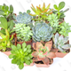12 Pack of Fully Rooted Succulents | $22 | Amazon GoldBox